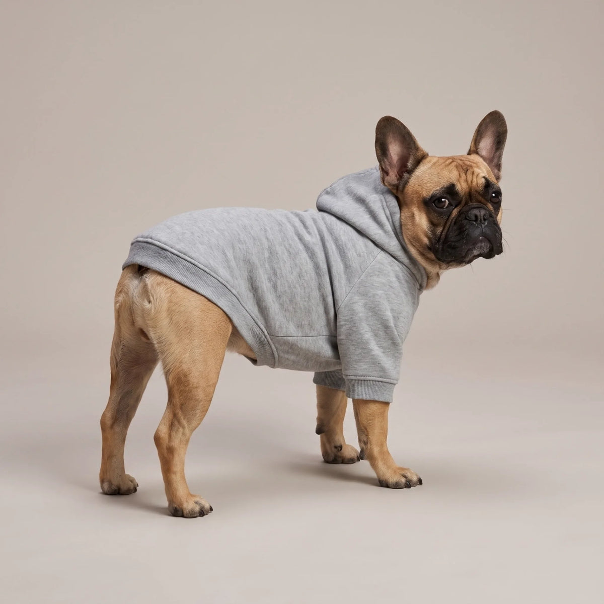 Sweat à capuche chien personnalisé — le portrait IA de votre chien